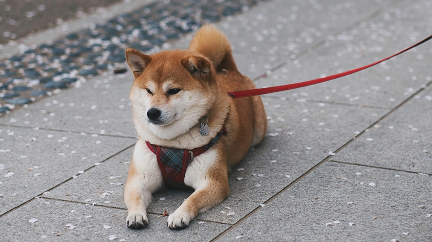柴犬雖可愛但固執-柴柴智商性格大解構-健康須知及飼養貼士
